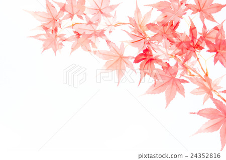 Momiji 24352816