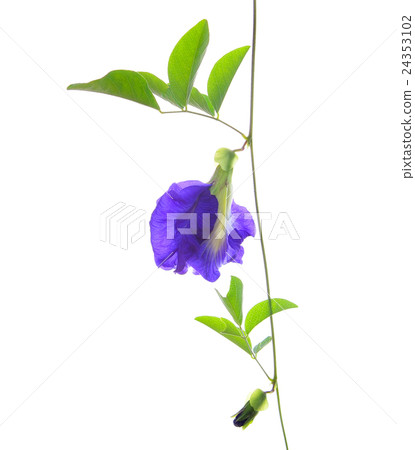 Asian pigeonwings flowe on white background Asian pigeonwings flowe on white background 24353102