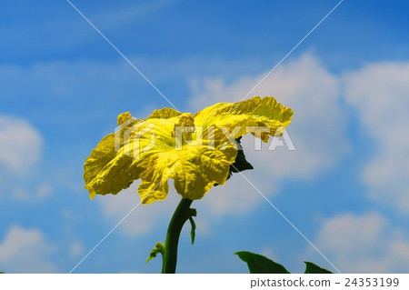 Loofah flowers and blue sky 24353199