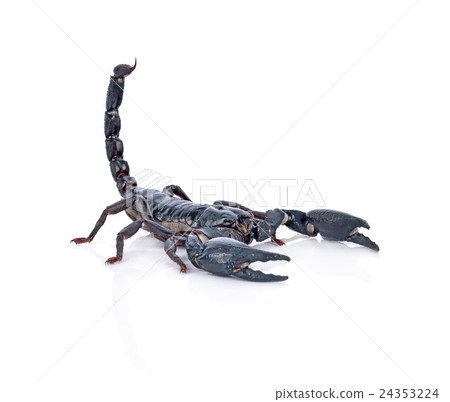 Scorpion on white background Scorpion on white background 24353224