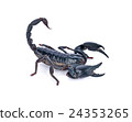 Scorpion on white background 24353265