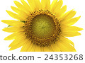 Sunflower isolated on white background 24353268