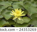 yellow lotus flower in the swamp 24353269