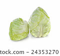 Pointed Cabbage on white background 24353270
