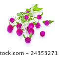 Globe amaranth beauty flower in white background 24353271