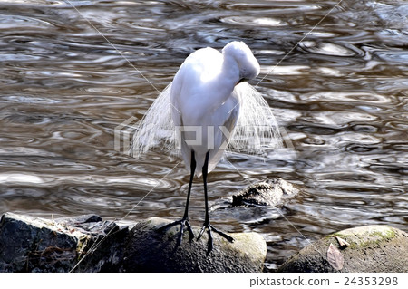 Wild bird in Mitaka city, Tokyo Mitaka Sengawa riverbank Creating feathers at rocky field Daisuke 24353298