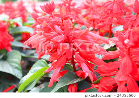 Summer red flowers Summer red flowers 24353606