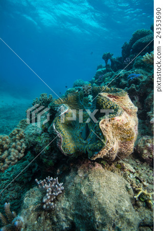 Large Black Rock of Green Island 24353690