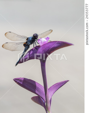 Purple shrine and salted dragonfly Purple shrine and salted dragonfly 24353777