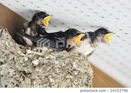 燕子的小雞 燕子的小雞 24353796