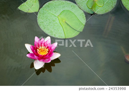 Lotus flower  24353998