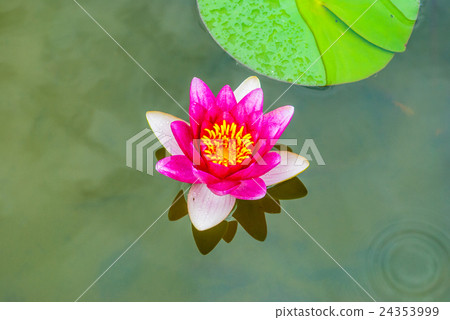 Lotus flower  24353999
