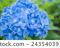 繡球花藍色 24354039