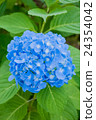 繡球花藍色 24354042