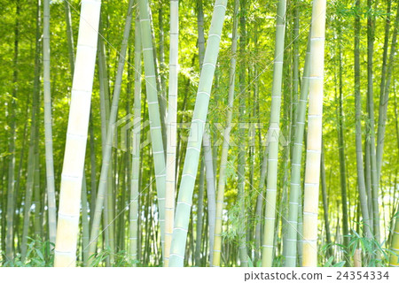 Bamboo grove image bright pattern a Bamboo grove image bright pattern a 24354334