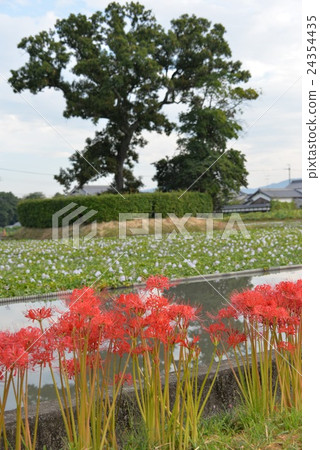 群集孤挺花 群集孤挺花 24354435