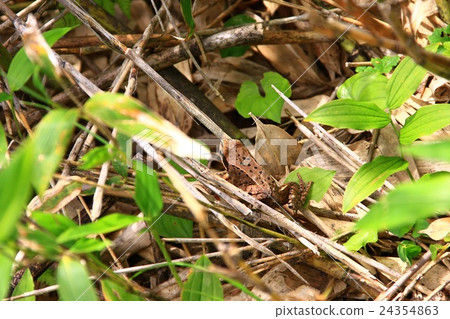 Ezo ra kit Ezo ra kit 24354863