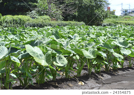 Taro field 24354875
