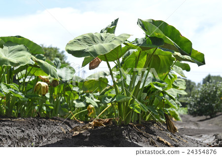Taro field 24354876