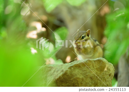 Ezoshimaris licking the forepaw 24355113