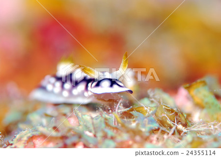 Nuushi Nuushi 24355114