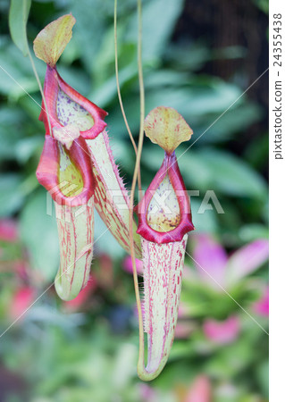 Nepenthes · Miranda Nepenthes · Miranda 24355438