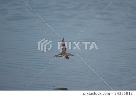 Solitary whale is beautiful in flight form Solitary whale is beautiful in flight form 24355912