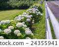 Hydrangea road 24355941