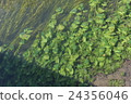 Underwater flowers 24356046