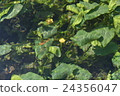 Underwater flower part 2 24356047