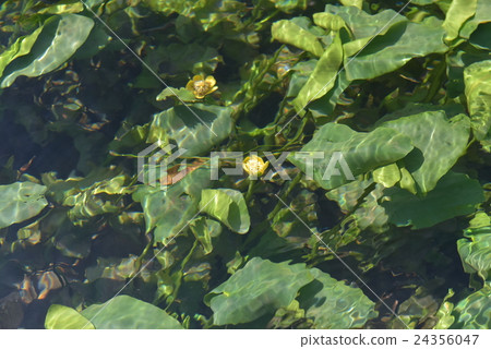 Underwater flower part 2 24356047