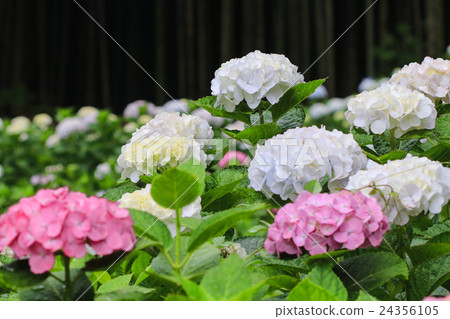 在Senkoji的繡球花寺久留米·繡球花 在Senkoji的繡球花寺久留米·繡球花 24356105