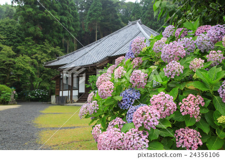 在Senkoji的繡球花寺久留米·繡球花 24356106