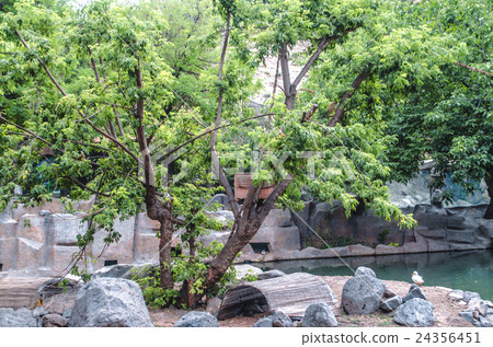Small island with  tree,and monkeys in  city park  24356451