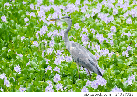 Gray heron 24357325