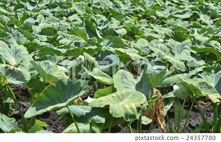 Taro field 24357780