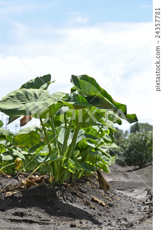 Taro field 24357781