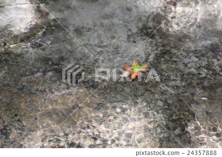 清澈的流動和楓樹 24357888