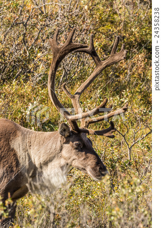 Barren Ground Caribou Bull in Velvet Barren Ground Caribou Bull in Velvet 24358238
