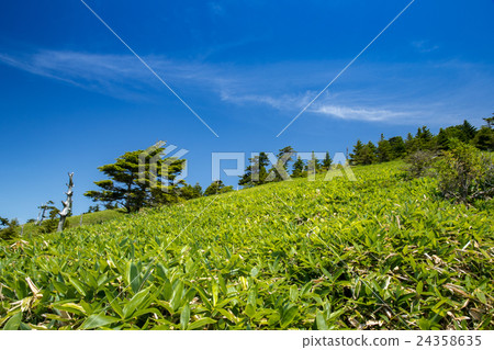 底部森林(Kamegemori)靠近山頂 底部森林(Kamegemori)靠近山頂 24358635