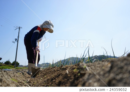 在外地做蔬菜的老年人 24359032