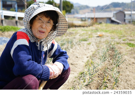 在外地做蔬菜的老年人 24359035