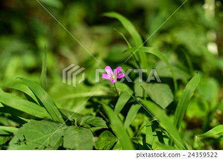 Murasaki Kabaki Murasaki Kabaki 24359522