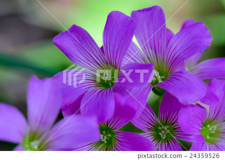 Murasaki Kabaki Murasaki Kabaki 24359526