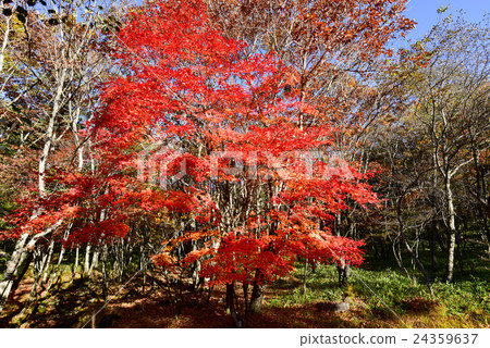 Fall of a beautiful forest Fall of a beautiful forest 24359637