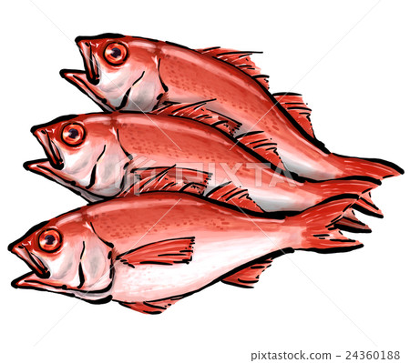 Nodogro noctuid插圖 24360188