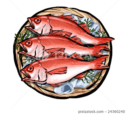 Nodogro noctuid插圖 24360240