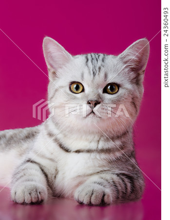 kitten kitten 24360493