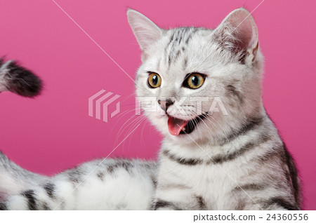 kitten kitten 24360556