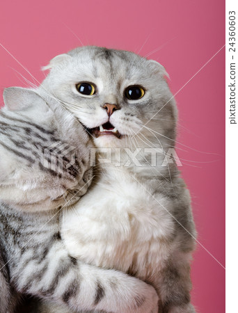 cat 24360603